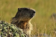 11 Marmotta in osservazione